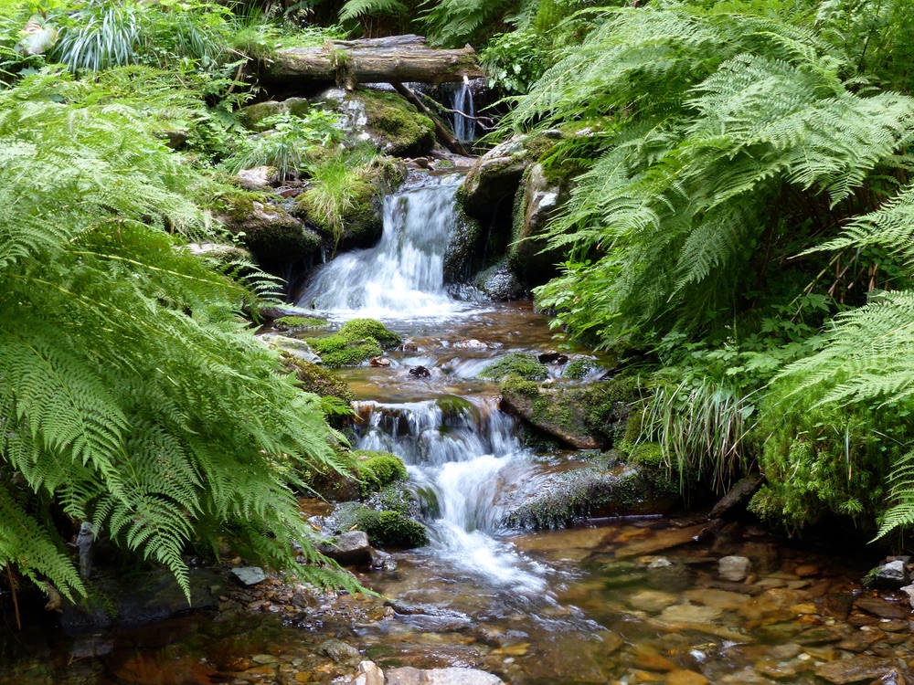 A mountain stream