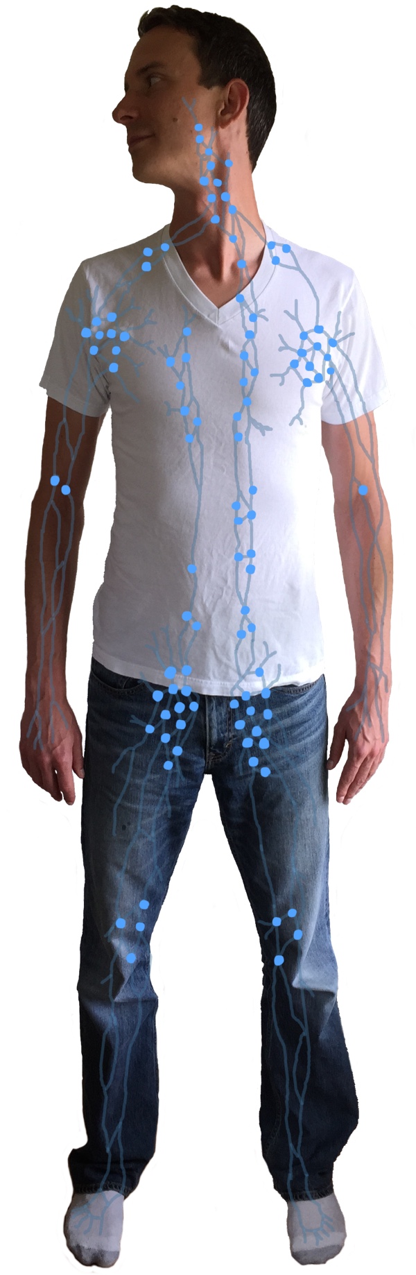 Drawing of Lymphatic System Overlaid on Man's Body